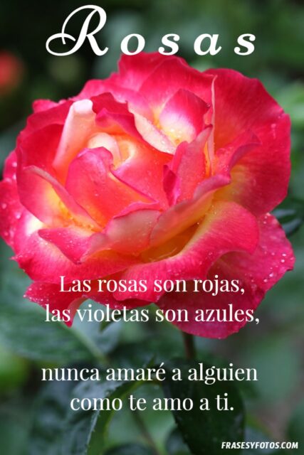 Las 20 mejores frases de Rosas IMAGENES hermosas colores variados 8