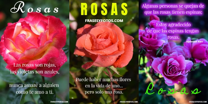 Las 20 mejores frases de Rosas IMAGENES hermosas colores variados