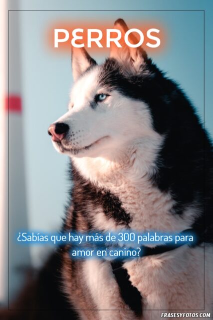 Mascotas bonitas 18 imagenes de Perros con mensajes para compartir 7