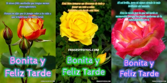 Preciosas imágenes con rosas y saludos, 51+ Buenas tardes