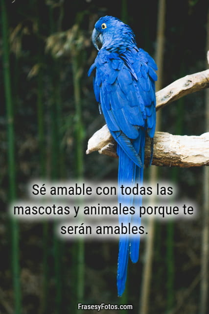 ave azul hermoso imagenes frases animales natural