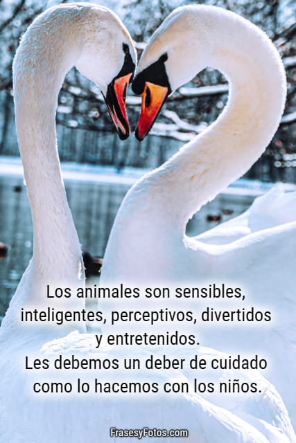 cisne hermoso imagenes frases animales
