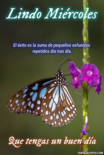 Lindo miércoles con imágenes bonitas de mariposa, el éxito es la suma de pequeños esfuerzos. Que tengas un buen día.