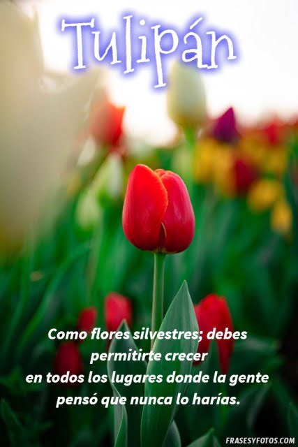 Tulipán bonito con frases de esperanza.
