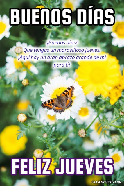 Buenos días, feliz jueves, hermosas flores con mariposa, que tengas un maravilloso día.