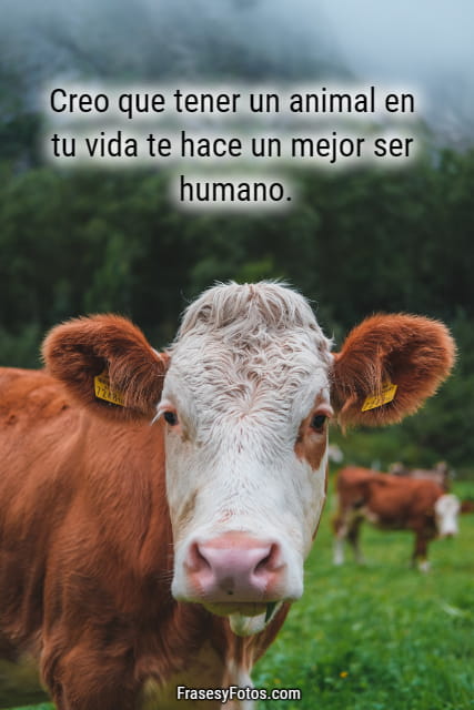 mensajes lindos imagenes frases animales vaca
