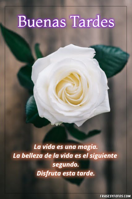 Rosa blanca hermosa y saludos de buenas tardes. La vida es una magia, la belleza es el siguiente segundo. Vive feliz.