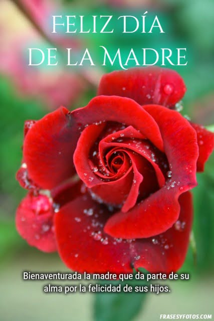 Rosa roja y saludos de con imágenes de Feliz día de la Madre. Saludos y gratitud.