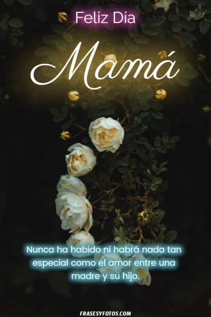 Feliz día Mamá, rosas hermosas y brillantes para dedicar a tu madre.