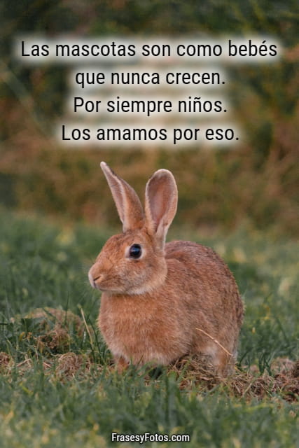 saludos hermosos conejo imagenes frases animales